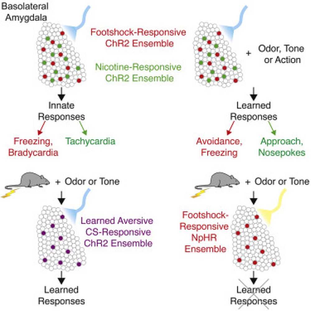 Neural Representations of Unconditioned Stimuli in Basolateral Amygdala Mediate Innate and Learned Responses.