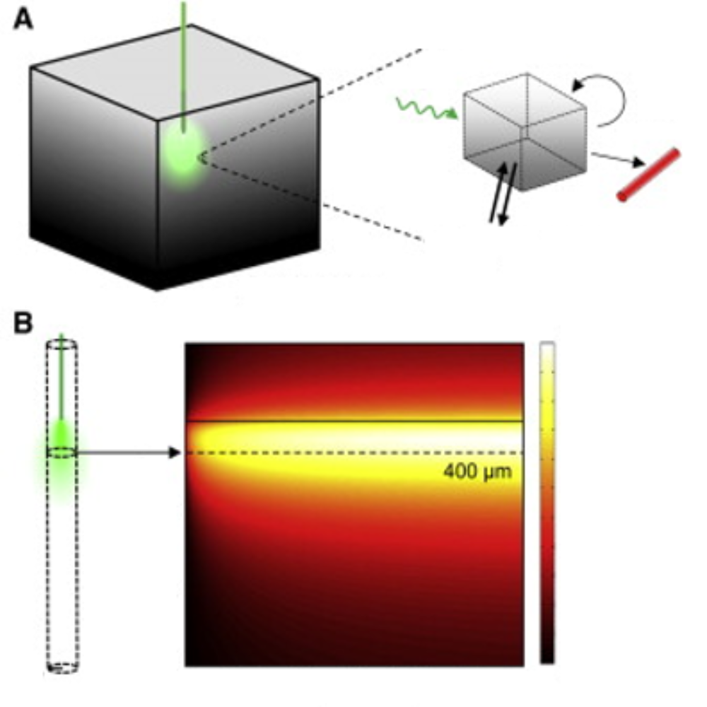 Modeling the Spatiotemporal Dynamics of Light and Heat Propagation for In Vivo Optogenetics.