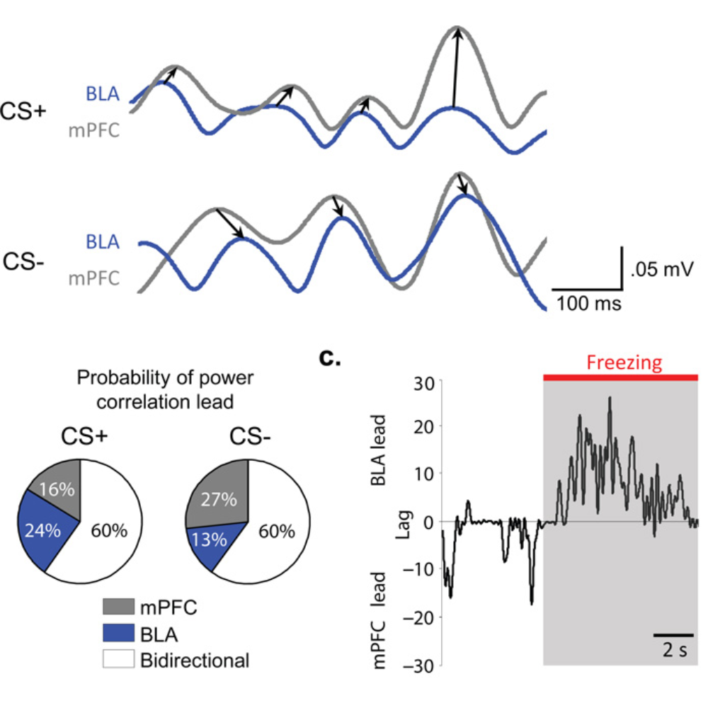 Prefrontal entrainment of amygdala activity signals safety in learned fear and innate anxiety.