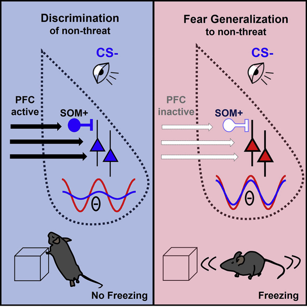 Prelimbic cortex drives discrimination of non-aversion via amygdala somatostatin interneurons.