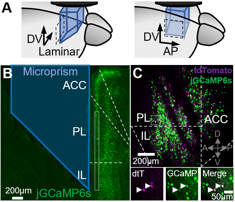 **Figure 3. Microprism imaging enables investigates of spatial topography in mPFC.**
**A.** Schematic of microprism surgeries for imaging across layers (left) or rostrocaudal in layer 2 (right)
**B.** Representative histology of microprism implantation (as for Aim 2), with virally-expressed jGCaMP6s. White box indicates the imaged plane.
**C.** Average projection of calcium imaging session from a single SOM-IRES-cre mouse expressing AAV:FLEX-tdTomato and AAV:syn-jGCamp6s. Inset: co-labeled cells (arrow heads). PL, prelimbic cortex; IL, infralimbic cortex; ACC, anterior cingulate
