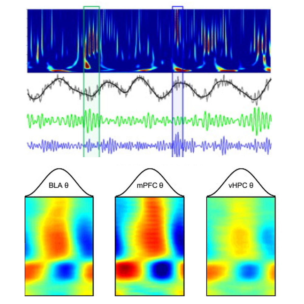 Fear and safety engage competing patterns of theta-gamma coupling in the basolateral amygdala.