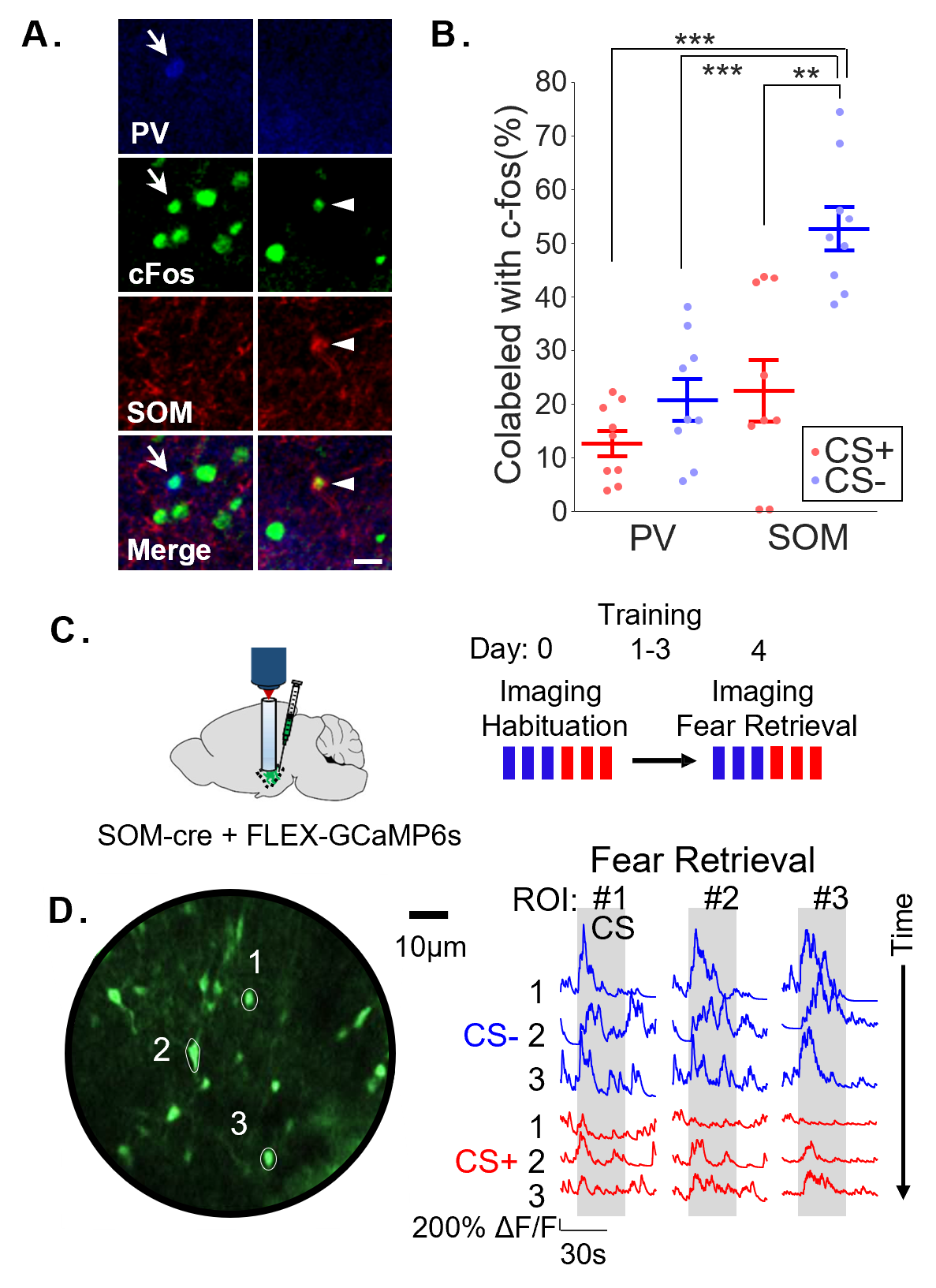 **Figure 2. Somatostatin-positive (SOM) interneurons are strongly activated by learned non-aversive cues.**
For these experiments, mice were aversively conditioned to one tone (CS+), while another (CS-) was explicitly not paired with an outcome.
**A.** cFos, an intermediate early gene, was used as an index of neural activity in the basolateral amygdala. On the day after training, mice were exposed to either the CS+ or CS-. Representative immunohistochemistry demonstrating a parvalbumin-positive interneuron (PV IN; blue) co-labeled with cFos (full arrow, left) and a SOM IN (red) co-labeled with cFos (arrowhead, right). Scale bar, 20 μm.
**B.** Percentage of PV and SOM cells that co-labeled with cFos in the CS+ and CS- groups. SOM IN show increased activity during CS- retrieval.
**C.** Calcium activity of SOM IN was imaged during habituation to the tones and during fear retrieval on Day 4.
**D.** Left, example maximum projection image from an animal expressing GCaMP6s in BLA SOM IN. Three ROIs are shown in white contours. Right, the CS- and CS+-evoked responses in the ROIs demonstrate that SOM cells reliably respond to the CS- and inconsistently respond to the CS+. Note that tone number advances as you progress down the figure.